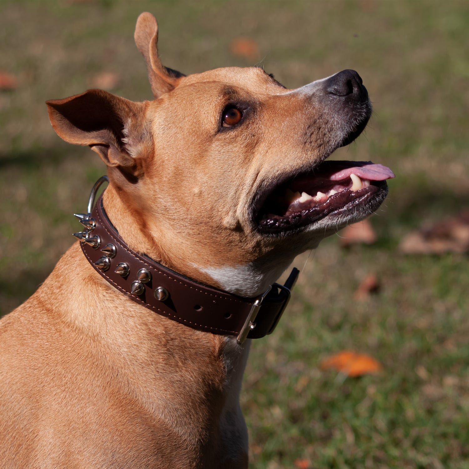 heavy duty dog collar, collar for dogs