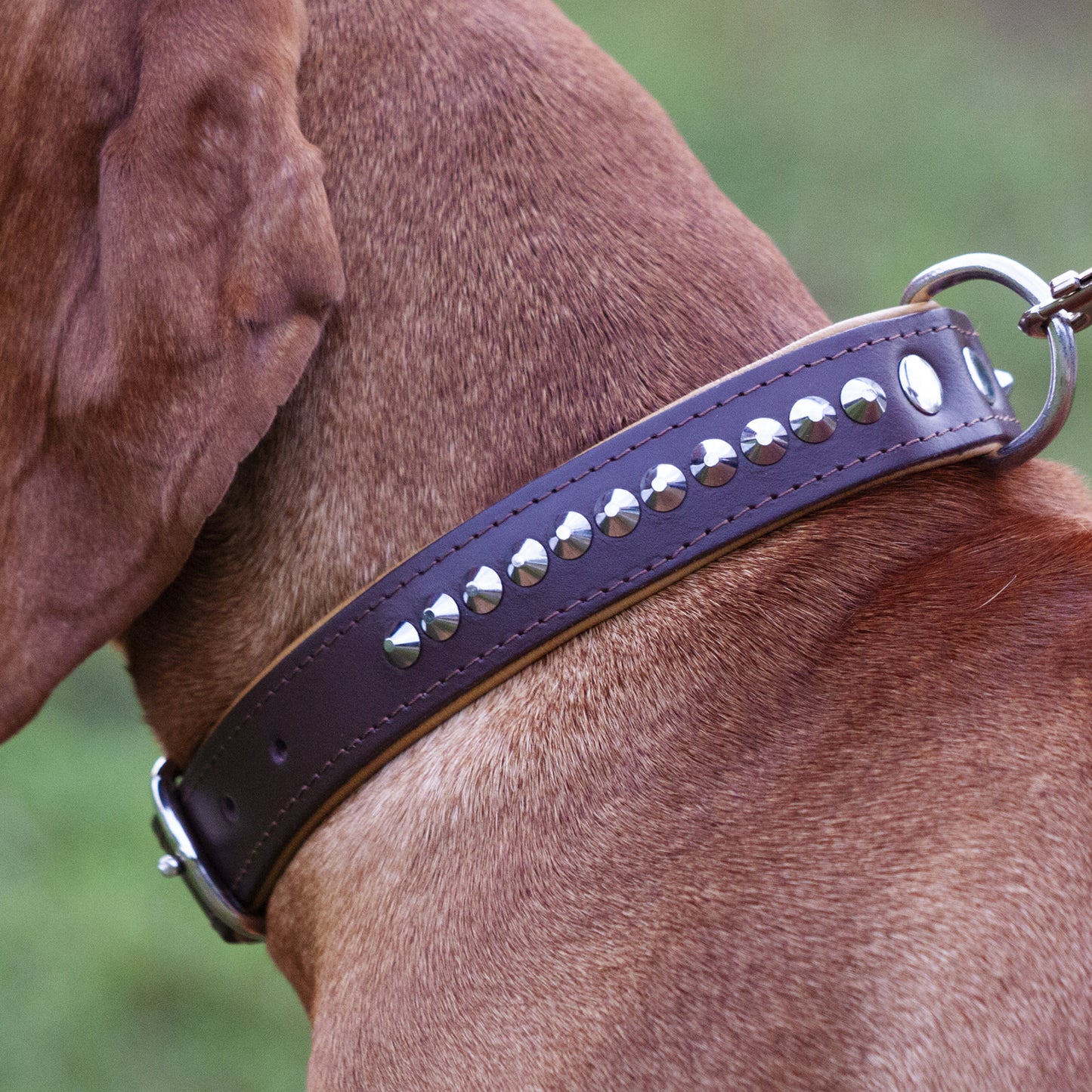 studded leather collar