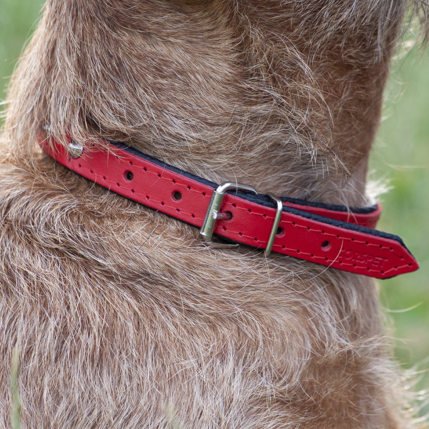 red leather dog collar, dog collars