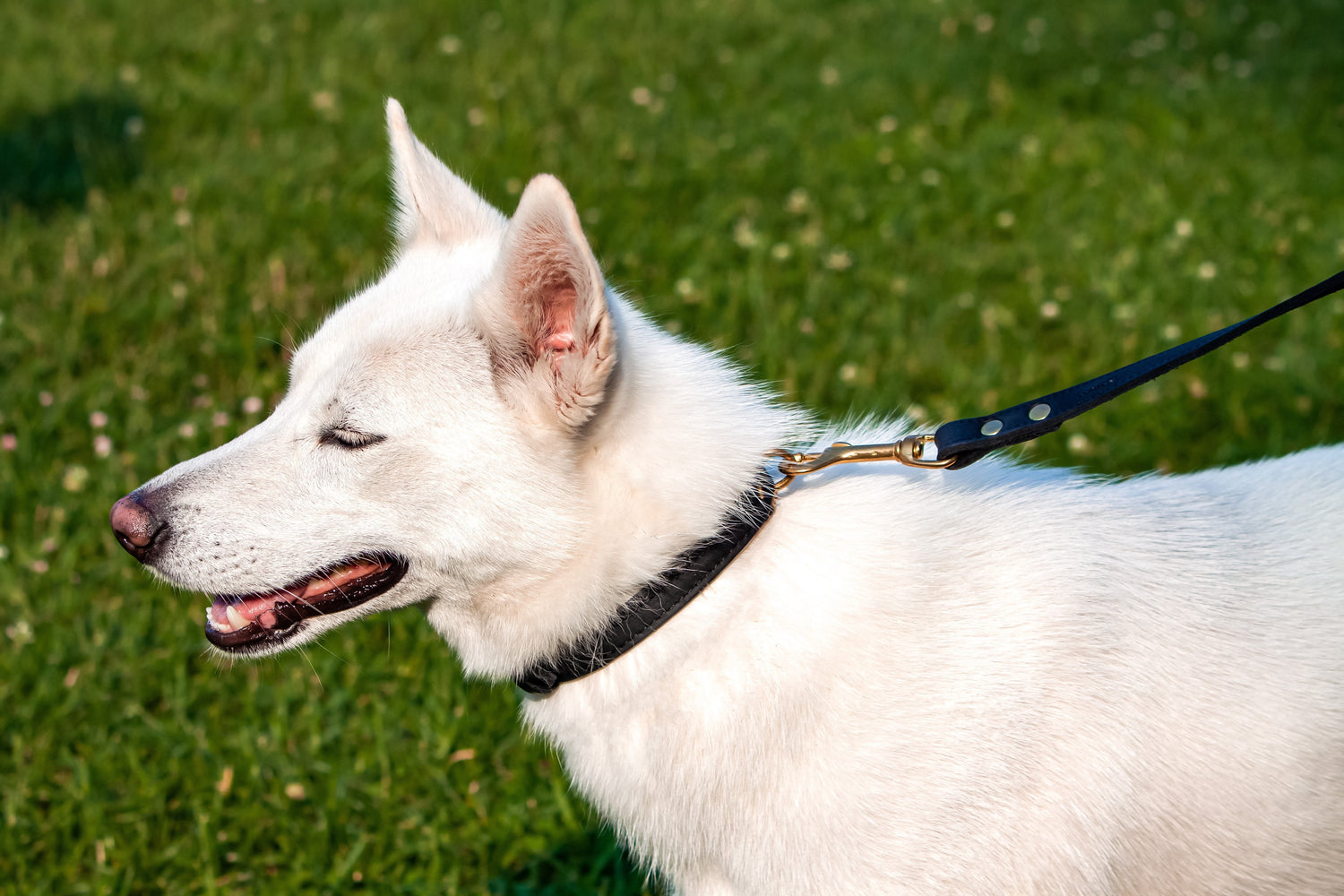 dog collar medium, cute dog collar and leash sets